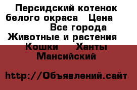 Персидский котенок белого окраса › Цена ­ 35 000 - Все города Животные и растения » Кошки   . Ханты-Мансийский